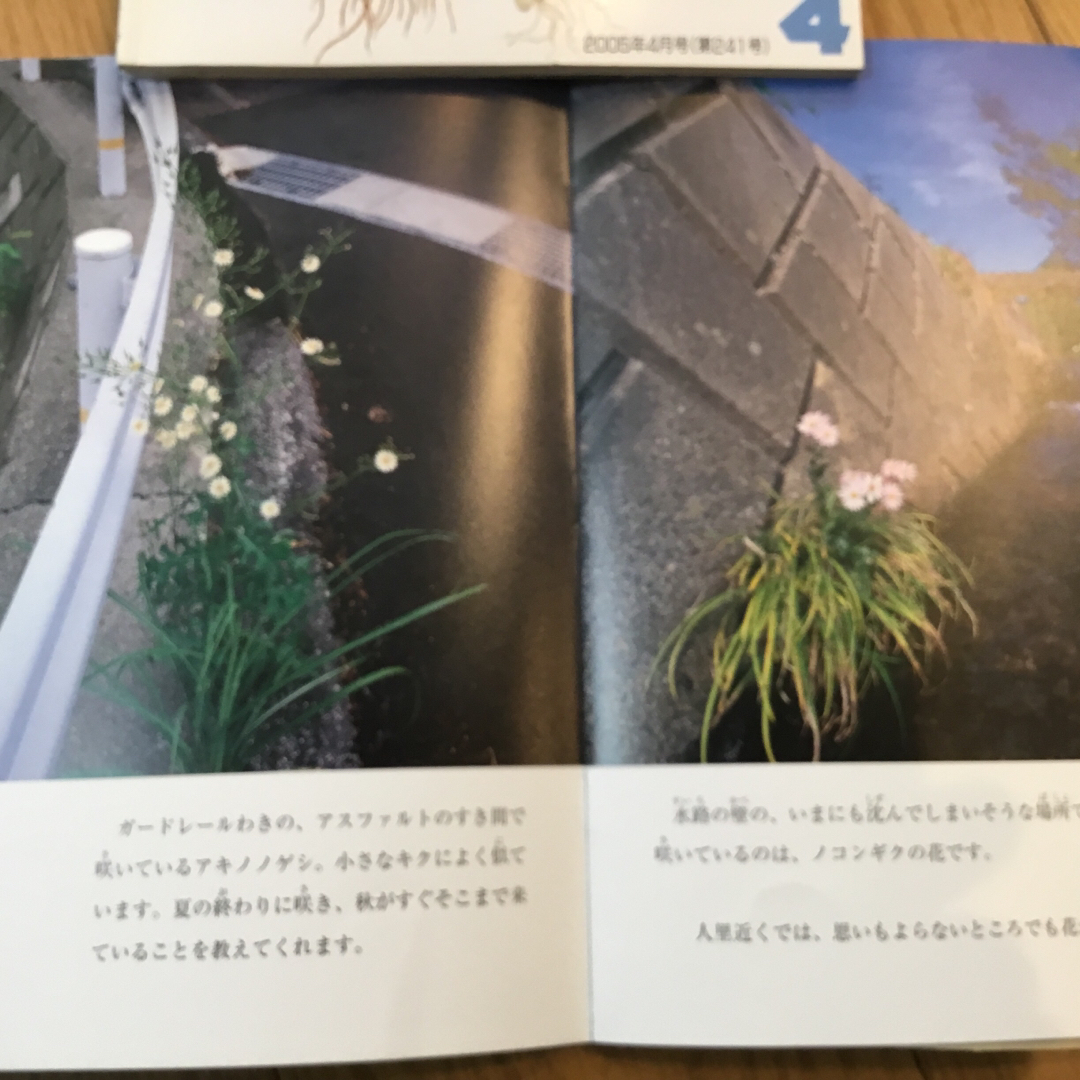 たくさんのふしぎ　花関連3冊 エンタメ/ホビーの本(絵本/児童書)の商品写真