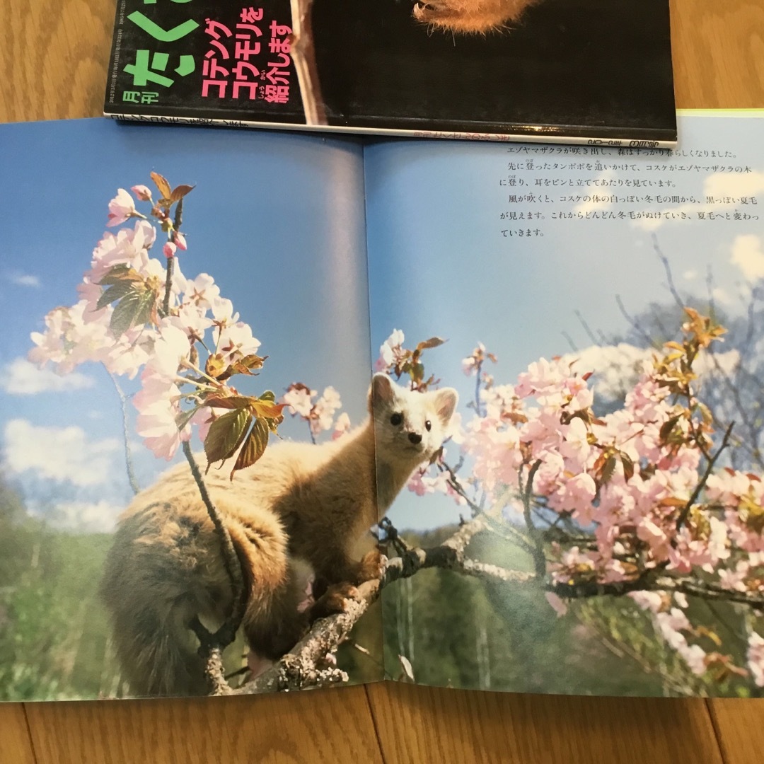 たくさんのふしぎ　小動物3冊 エンタメ/ホビーの本(絵本/児童書)の商品写真