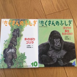 たくさんのふしぎ　ゴリラ2冊(絵本/児童書)