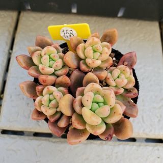 シャネル　　チビ苗　小苗　多肉植物　0329-158(その他)