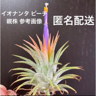 エアプランツ　チランジア　イオナンタ　ピーチ　紫花