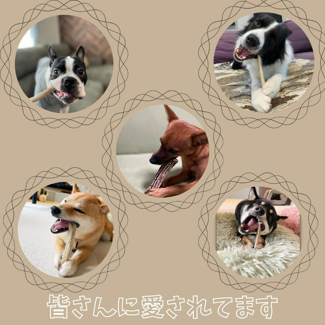 【フォロー割りあり】大型犬用　一本物　先端　2本　エゾ鹿の角　犬のおもちゃ その他のペット用品(犬)の商品写真