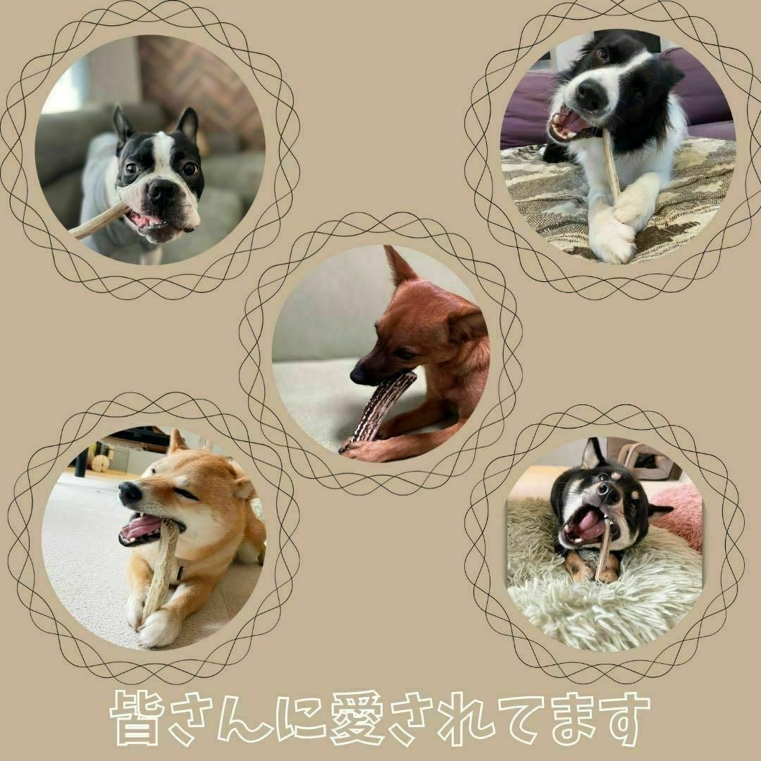 【送料無料】小~中型犬用　髄のみ　歯が心配、鹿角初めての子用　犬のおもちゃ その他のペット用品(犬)の商品写真