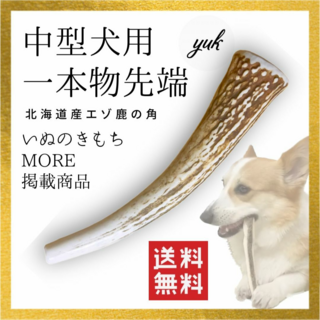 【24時間以内発送】中型犬用　一本物　先端　北海道産鹿の角　犬のおもちゃ(犬)