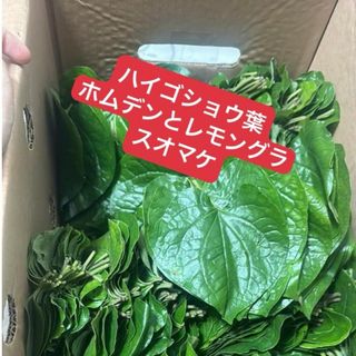 最高香りベトナムハイゴショウ葉。1袋200g約(100ー120枚ぐらい)(野菜)