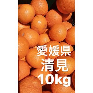 愛媛県産　清見　きよみ　柑橘　10kg(フルーツ)