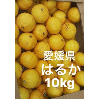 愛媛県産　はるか　柑橘　10kg(フルーツ)