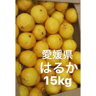 愛媛県産　はるか　柑橘　15kg(フルーツ)