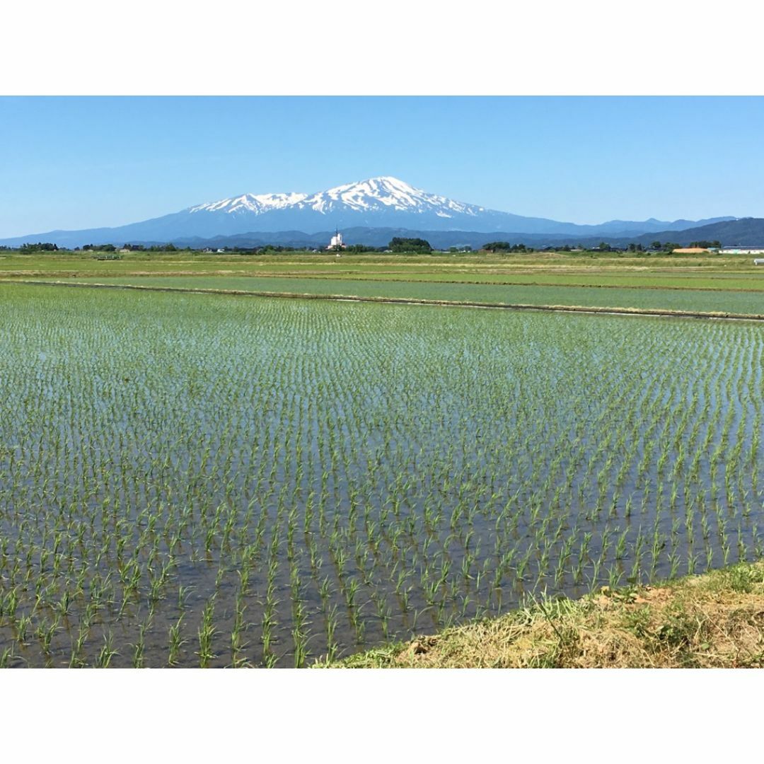 羽黒山の麓で育った美味しいお米！山形県産特別栽培米ひとめぼれ（白米）５ｋｇ 食品/飲料/酒の食品(米/穀物)の商品写真