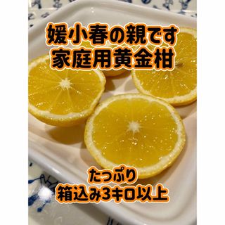 黄金柑　家庭用　愛媛県産　レモンシャーベット風味(フルーツ)