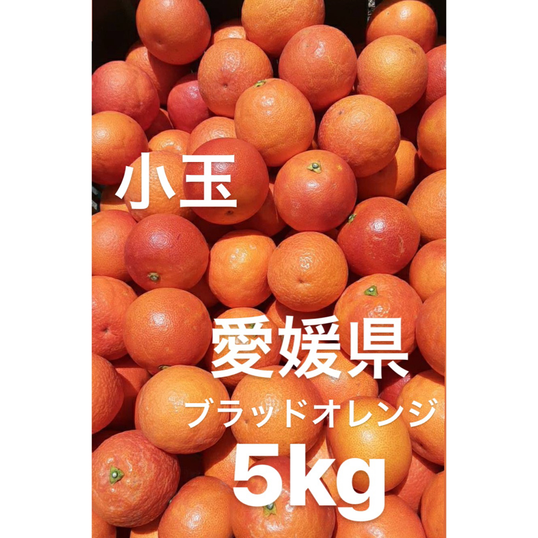 愛媛県産　ブラッドオレンジ　柑橘　5kg 食品/飲料/酒の食品(フルーツ)の商品写真