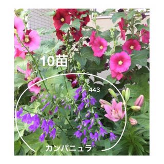 カンパニュラ　ラプンクロイデス　花苗　10苗(その他)