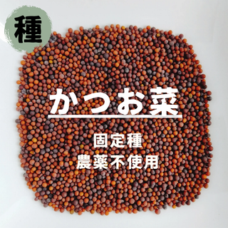 【種】かつお菜　カツオナ　無農薬　300粒(野菜)