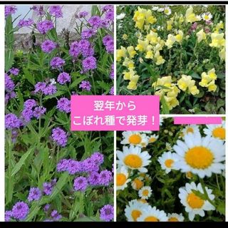 春蒔き３種　翌年からこぼれ種で発芽！(その他)