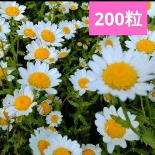 クリサンセマムノースポール種　200粒(その他)