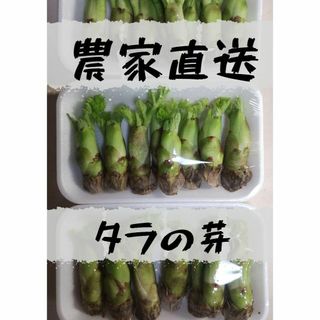 [農家直送]タラの芽150g以上 風味の強いトゲがある木のタラの芽 山菜(野菜)