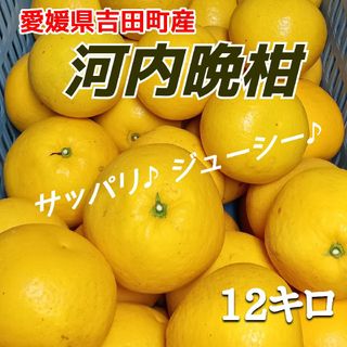 愛媛県産★農家直送★河内晩柑 12キロ