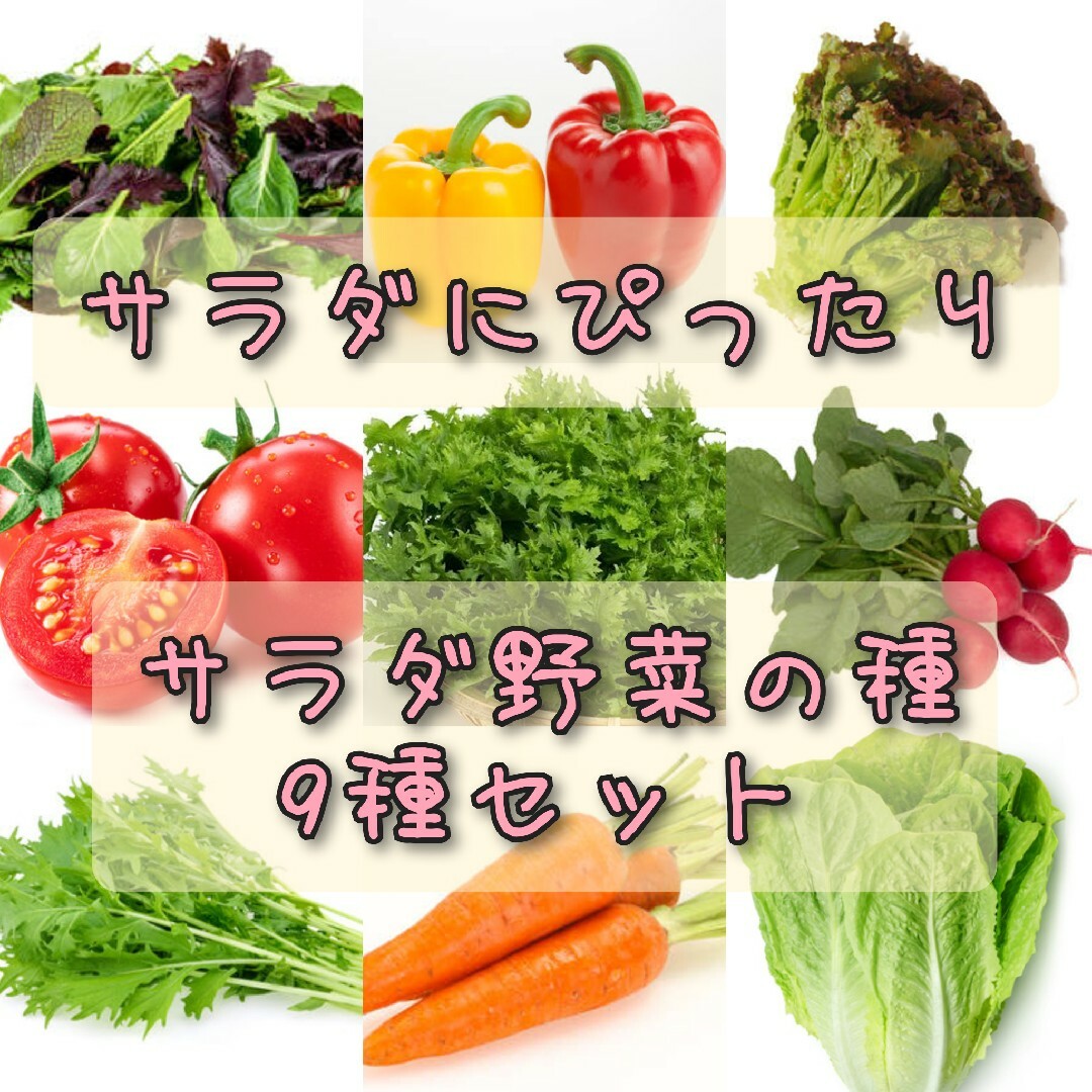 野菜の種 サラダにおすすめセット 9種 ラディッシュ ミニトマト 家庭菜園 種子 ハンドメイドのフラワー/ガーデン(その他)の商品写真