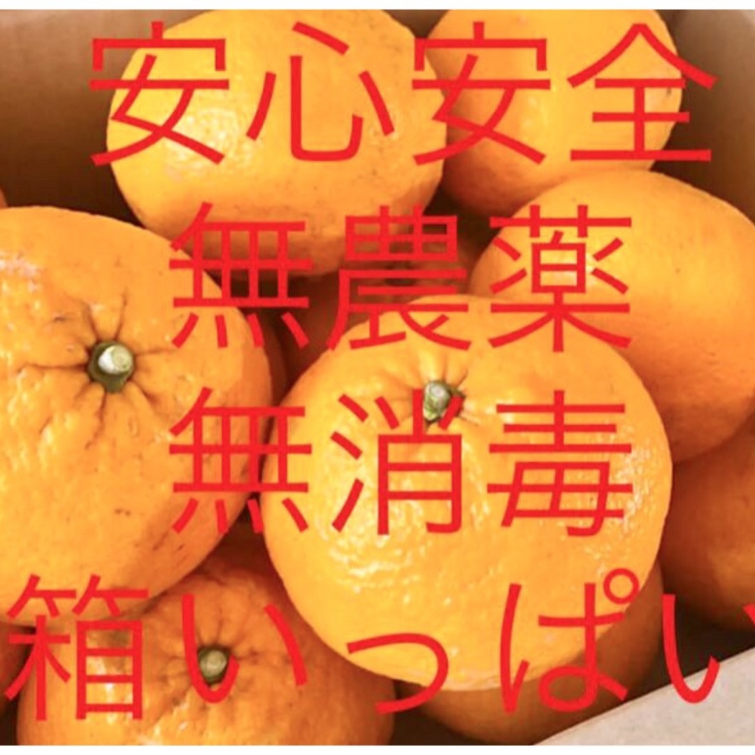 アトちゃん様　甘夏 食品/飲料/酒の食品(フルーツ)の商品写真