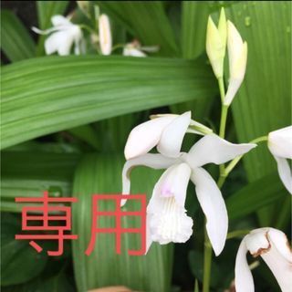 専用　紫蘭　シラン　白苗　花芽4本　①