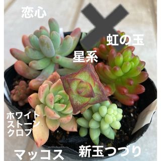 多肉植物　恋心　ホワイトストーンクロプ　虹の玉