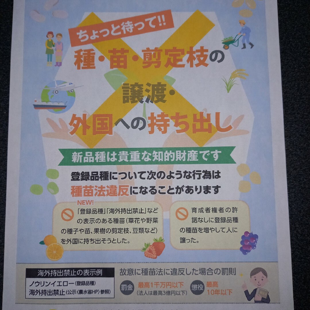 100本　4月中旬発送分紅はるかウイルスフリーバイオ苗　4月中旬より順次発送 食品/飲料/酒の食品(野菜)の商品写真