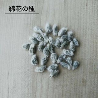 無農薬栽培　綿花の種　洋綿白　30粒(その他)