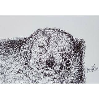 『ゴールデンレトリーバー』犬。ボールペン画。一筆書き。絵画。ペン画。ハガキ。(絵画/タペストリー)