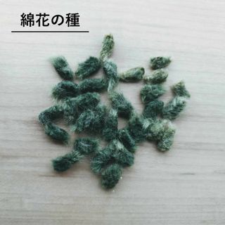 無農薬栽培　綿花の種　薄緑　30粒(その他)