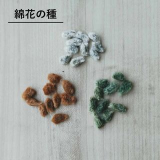 無農薬栽培　綿花の種　3種セット(その他)