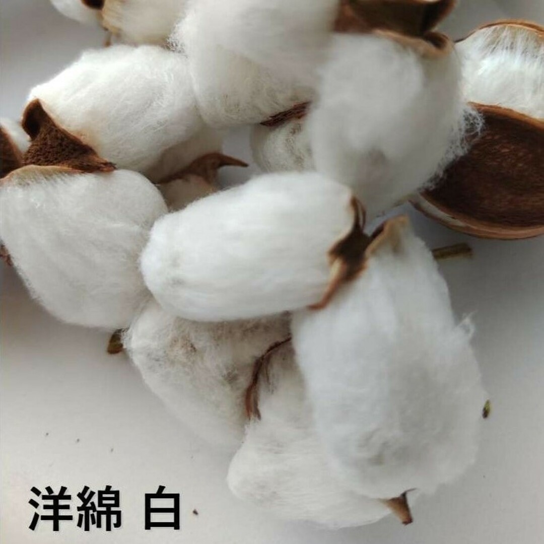 無農薬栽培　綿花の種＆蓼藍の種　セット ハンドメイドのフラワー/ガーデン(その他)の商品写真