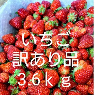 いちご　加工用　訳あり　3.6ｋｇ(フルーツ)