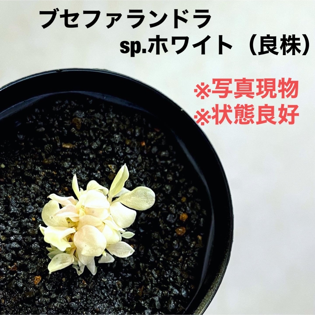 ◆ブセファランドラホワイト　#ブセさかな屋　Bucephalandra その他のペット用品(アクアリウム)の商品写真