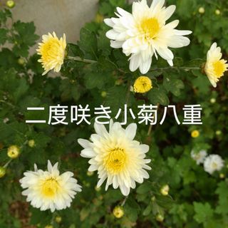 二度咲小菊八重苗        3(プランター)