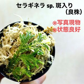 ◆ セラギネラsp.斑入り #植物さかな屋　観葉植物　パルダリウム(その他)