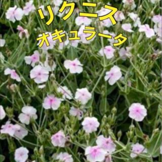 【毎年開花⠀】花の種  リクニス オキュラータ 種 多年草 宿根草