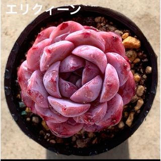 大きめ❤️エリクィーン❤️多肉植物　エケベリア　寄植え　韓国　カット苗(その他)