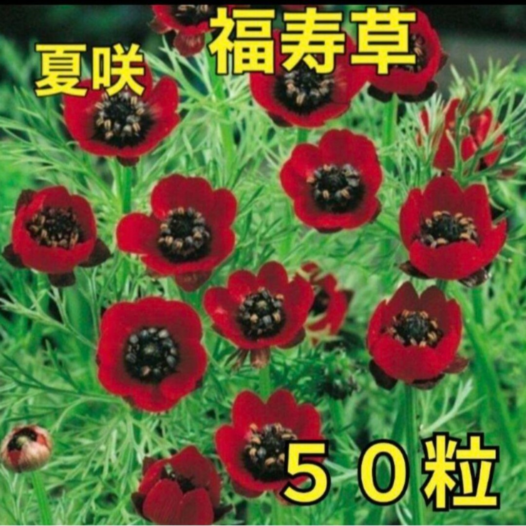 《希少なお花❁⃘*.゜》花の種 《夏咲福寿草》50粒 花の苗 強健 ハンドメイドのフラワー/ガーデン(その他)の商品写真