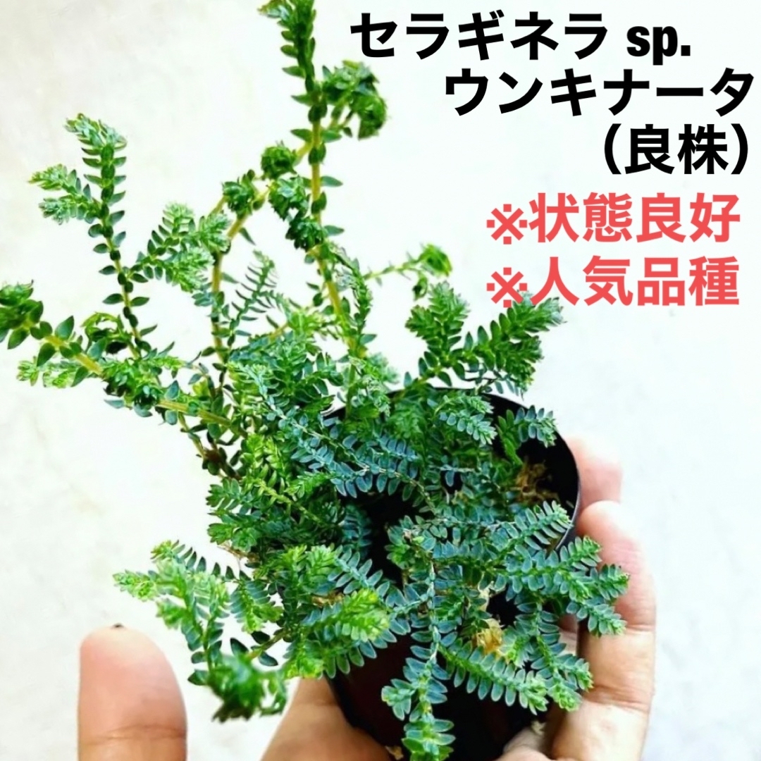 ◆ セラギネラウンキナータ #植物さかな屋　観葉植物　パルダリウム ハンドメイドのフラワー/ガーデン(その他)の商品写真