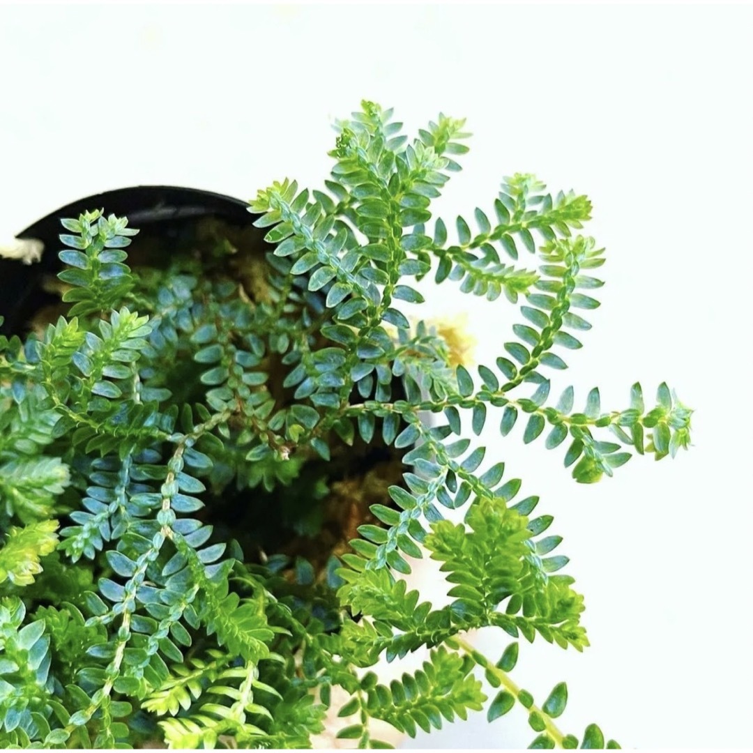 ◆ セラギネラウンキナータ #植物さかな屋　観葉植物　パルダリウム ハンドメイドのフラワー/ガーデン(その他)の商品写真
