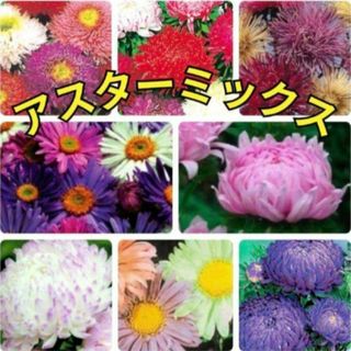 花の種 アスター  種 珍しい 品種 数種類 カラフルミックス 花の苗(その他)