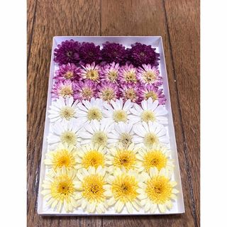 ④ 銀の紫陽花のお花畑で咲いた春色マーガレットのドライフラワーです。(ドライフラワー)