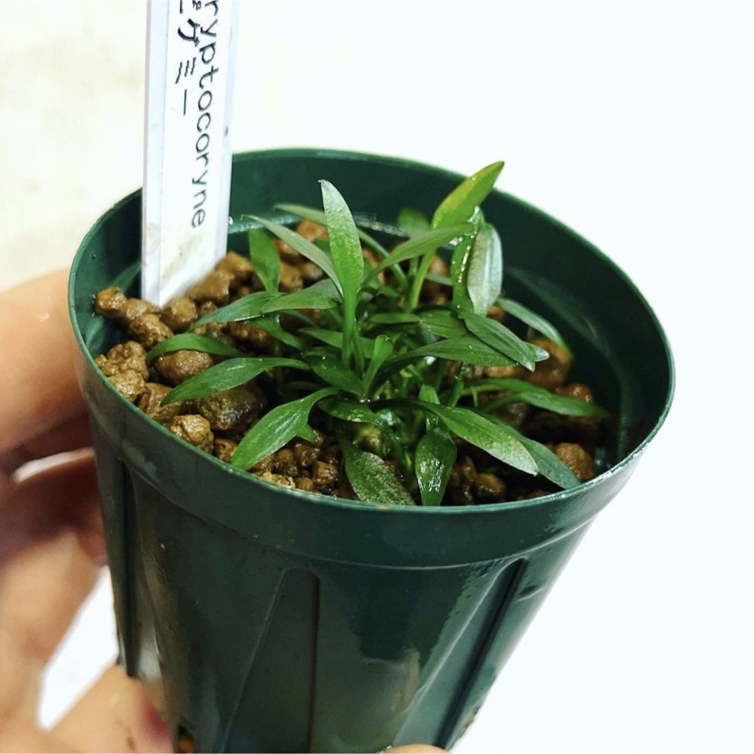 ◆クリプトコリネ・ピグミー #クリプトさかな屋 Cryptocoryne その他のペット用品(アクアリウム)の商品写真