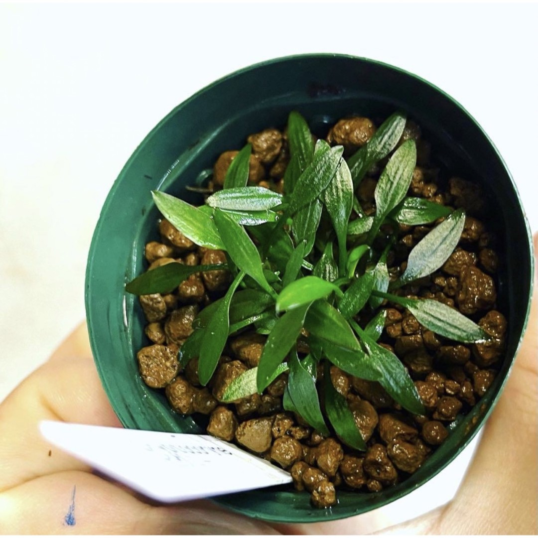 ◆クリプトコリネ・ピグミー #クリプトさかな屋 Cryptocoryne その他のペット用品(アクアリウム)の商品写真