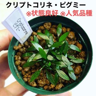 ◆クリプトコリネ・ピグミー #クリプトさかな屋 Cryptocoryne(アクアリウム)