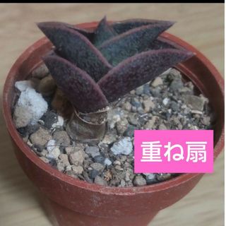 【多肉植物】トラディスカンティア　重ね扇　抜き苗(その他)