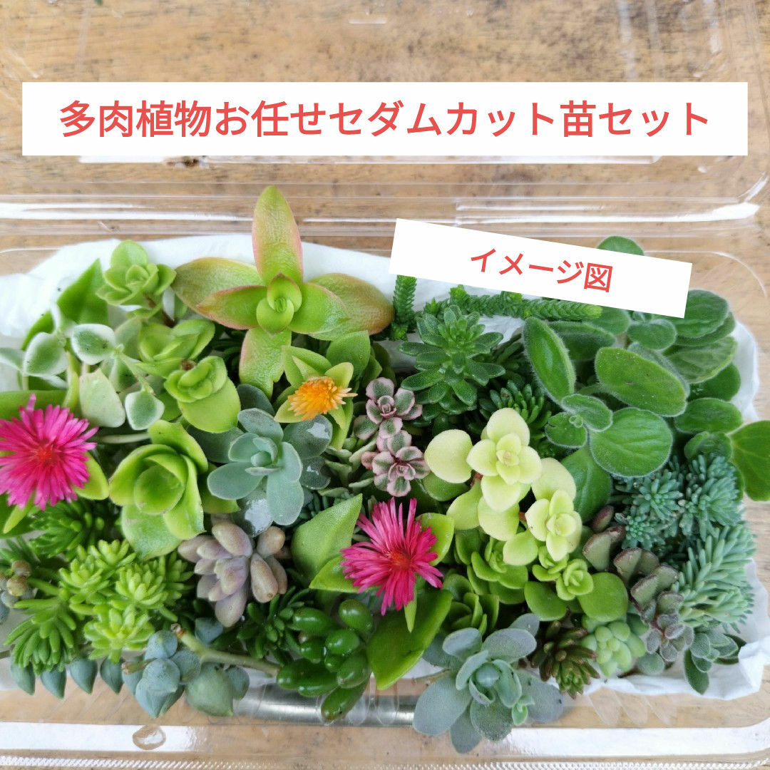 多肉植物お任せセダムカット苗セット ハンドメイドのフラワー/ガーデン(プランター)の商品写真