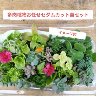 多肉植物お任せセダムカット苗セット(プランター)