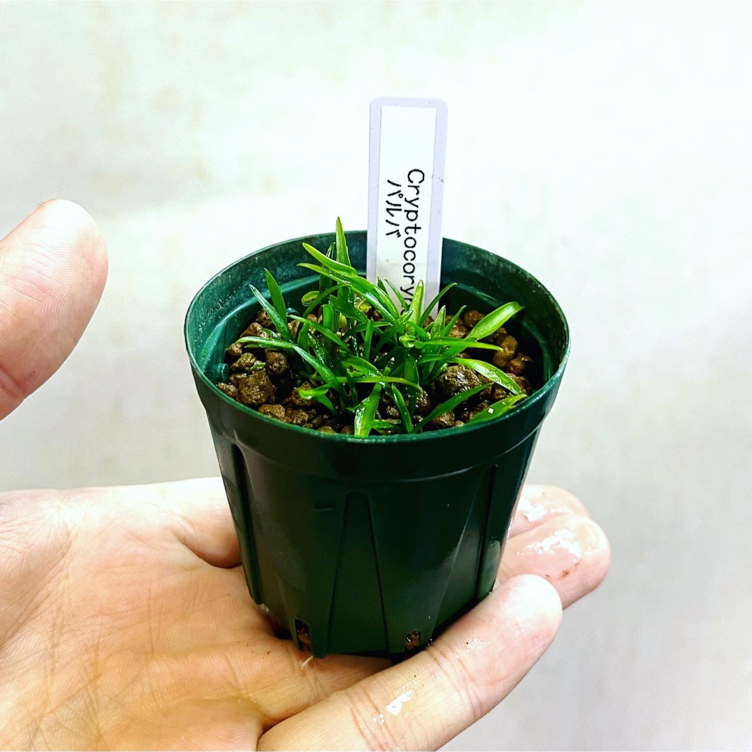 ◆クリプトコリネ・パルバ #クリプトさかな屋 Cryptocoryne その他のペット用品(アクアリウム)の商品写真