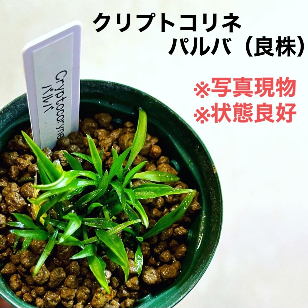 ◆クリプトコリネ・パルバ #クリプトさかな屋 Cryptocoryne その他のペット用品(アクアリウム)の商品写真